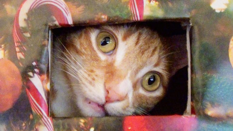 Come realizzare un albero di Natale a prova di gatto