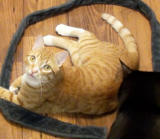 Cerchi irresistibili: come ti “intrappolo” il gatto