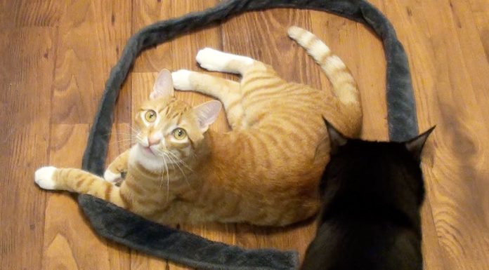 Cerchi irresistibili: come ti “intrappolo” il gatto