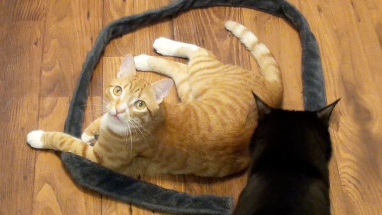 Cerchi irresistibili: come ti “intrappolo” il gatto