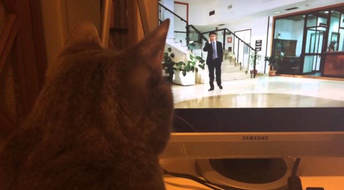 Gatto guarda Enrico Brignano in Tv