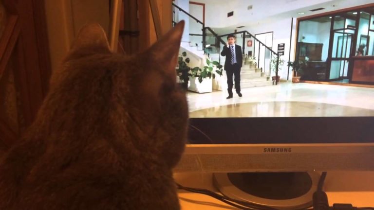Gatto guarda Enrico Brignano in Tv
