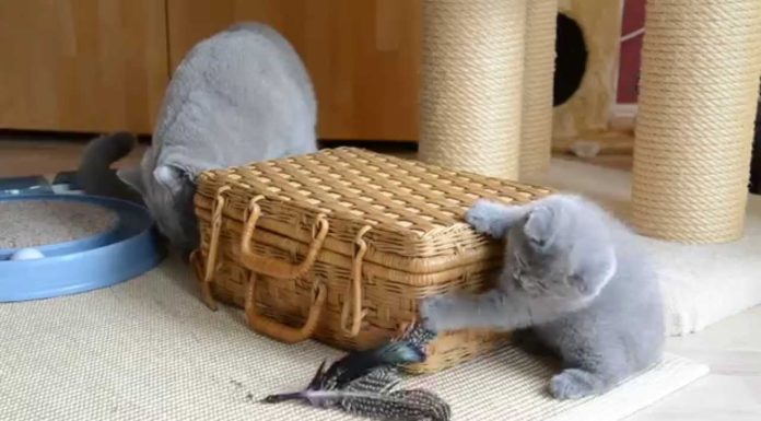 Mamma British Shorthair e i suoi cuccioli