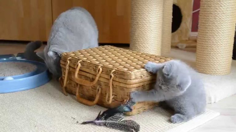 Mamma British Shorthair e i suoi cuccioli