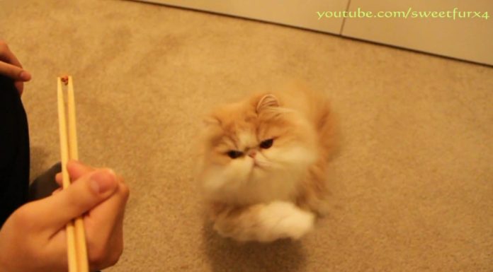 Cooper si pulisce il muso a comando