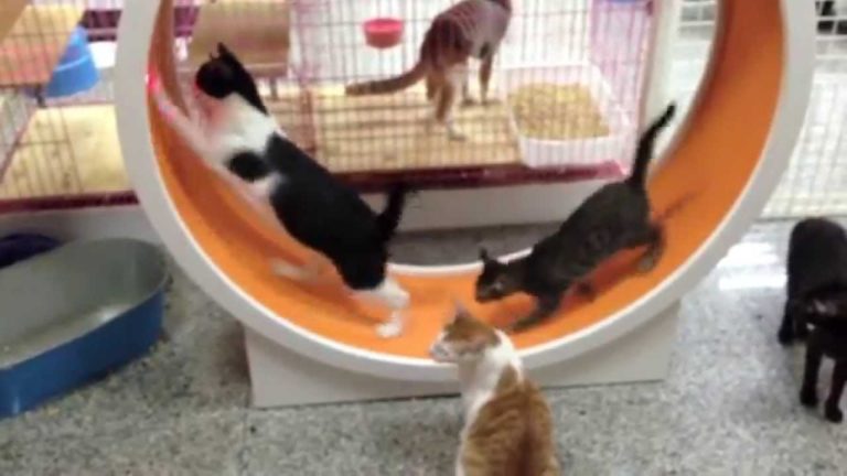 Gatti o criceti?