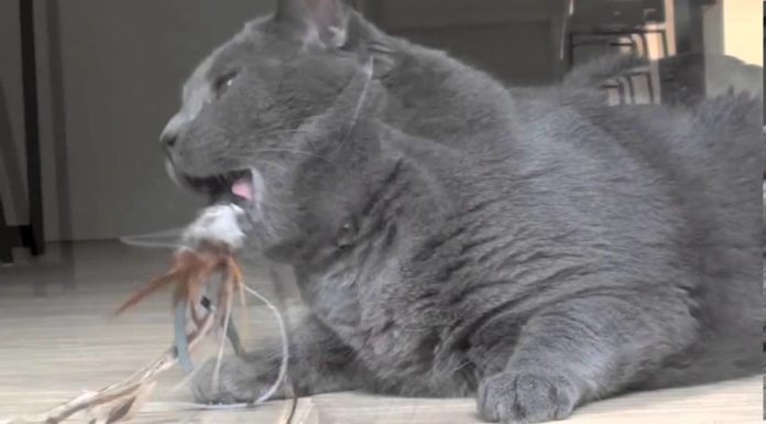 Oliver, gatto certosino, si rilassa