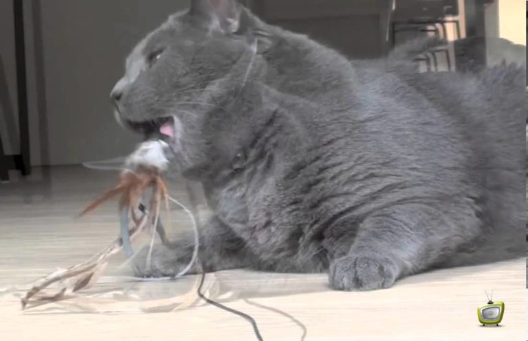 Oliver, gatto certosino, si rilassa