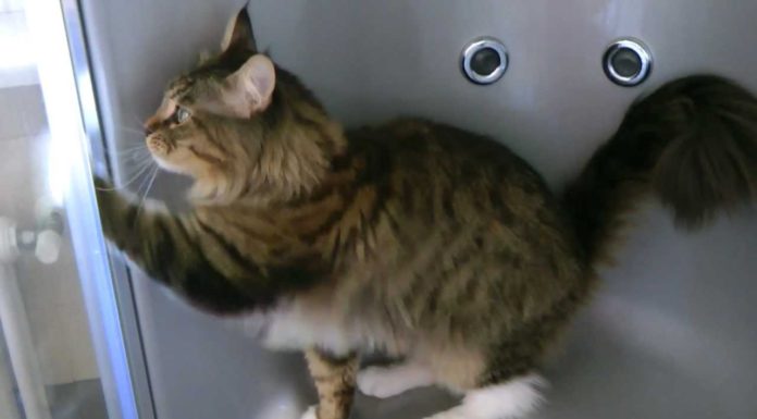 Incredibile! Un gatto che pulisce casa