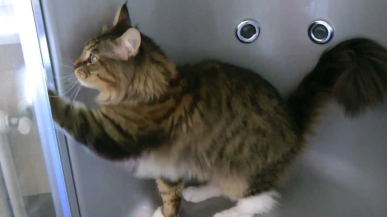 Incredibile! Un gatto che pulisce casa