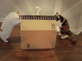 Gatti confusi da un regalo di Natale