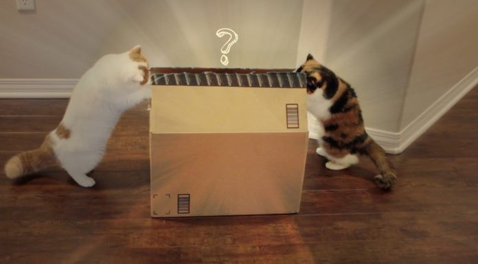 Gatti confusi da un regalo di Natale