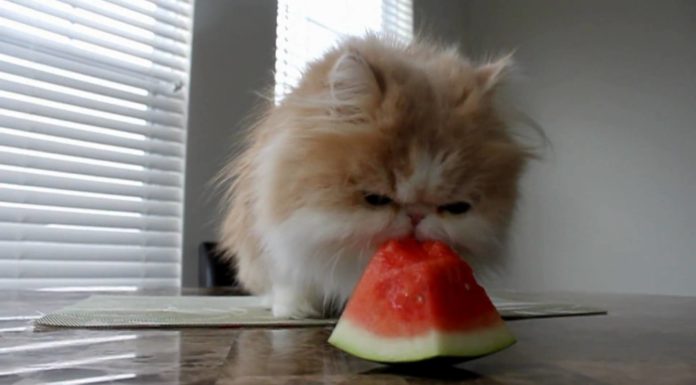 Cooper mangia l’anguria