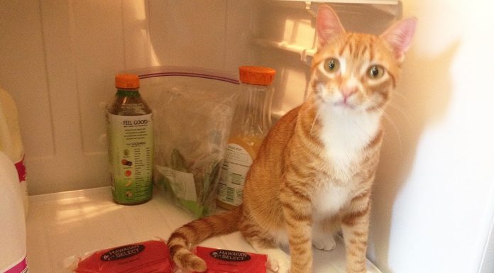 Il primo compleanno di Marmalade