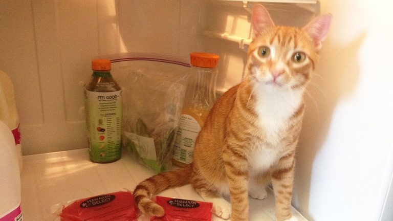 Il primo compleanno di Marmalade