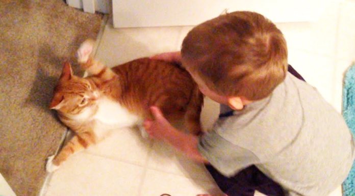 Marmalade gioca con il cuginetto