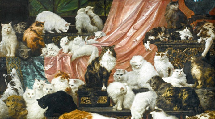 Gatti venduti all’asta per 830mila dollari my wife's lovers