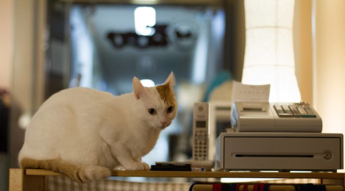 Aperto a Milano il Crazy Cat Cafè