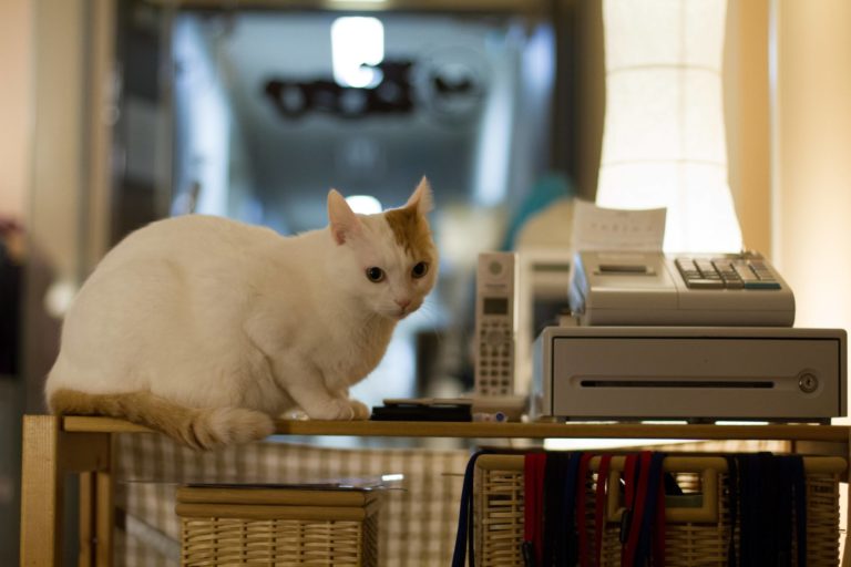 Aperto a Milano il Crazy Cat Cafè