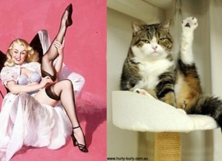 Cat pin up