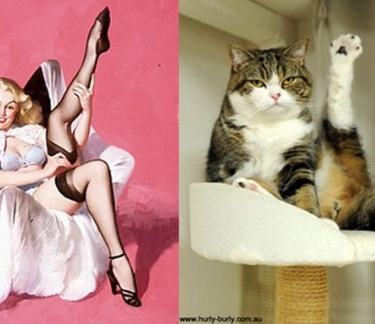 10 gatti in pose da Pin-up Cat pin up