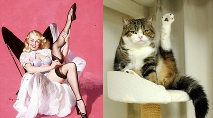 10 gatti in pose da Pin-up Cat pin up