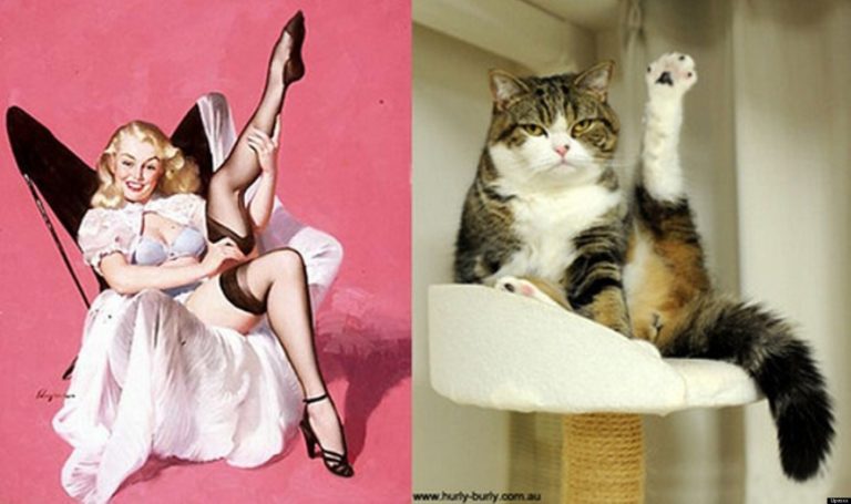 Cat pin up