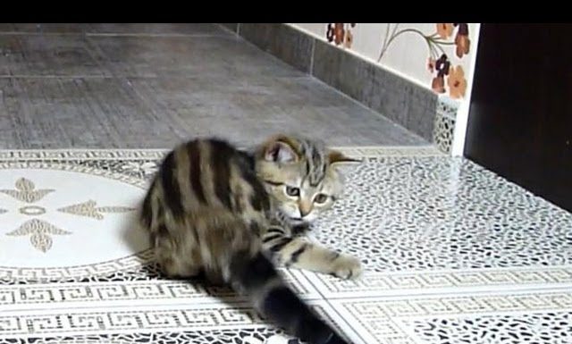 Come catturare la propria coda