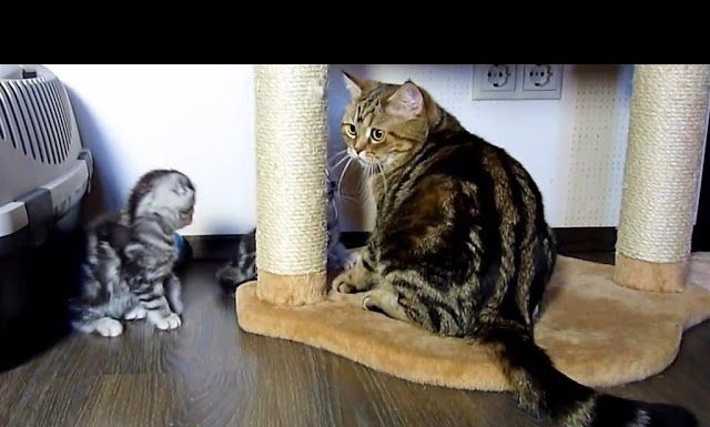 Dai mammina, giochiamo un po’?