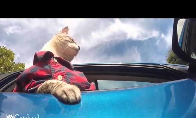 Che bello andare in macchina