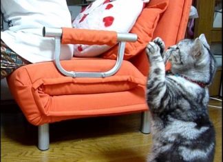 Gatto implora cibo