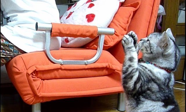 Gatto implora cibo… tutto il giorno Gatto implora cibo