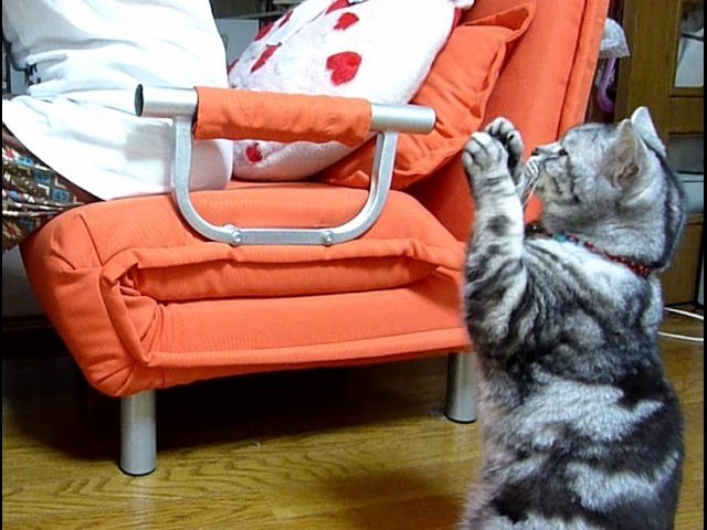 Gatto implora cibo