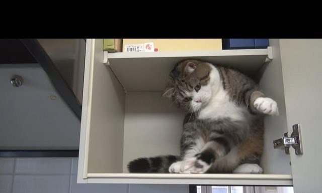 Maru gioca nell’armadietto Maru gioca nell'armadietto