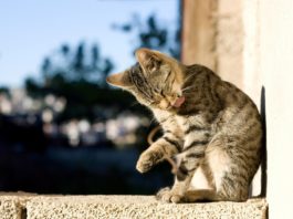 Le pulci del gatto: eliminarle e prevenirle