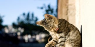 Le pulci del gatto: eliminarle e prevenirle