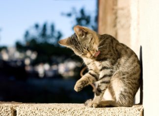 Le pulci del gatto: eliminarle e prevenirle