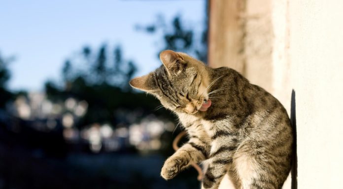 Le pulci del gatto: eliminarle e prevenirle