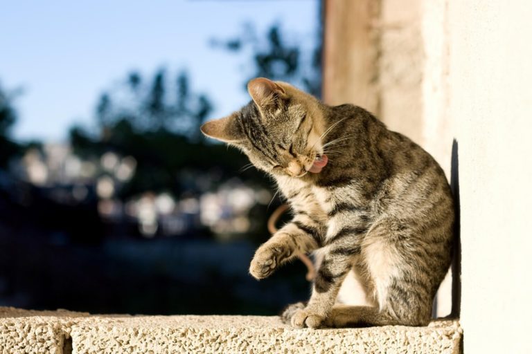 Le pulci del gatto: eliminarle e prevenirle