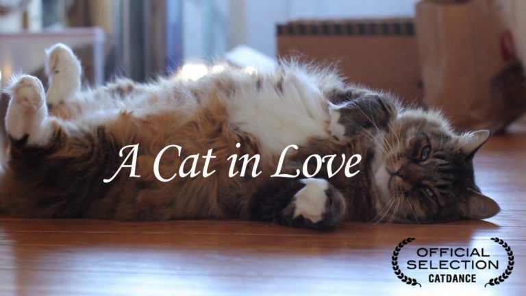 Gatto innamorato
