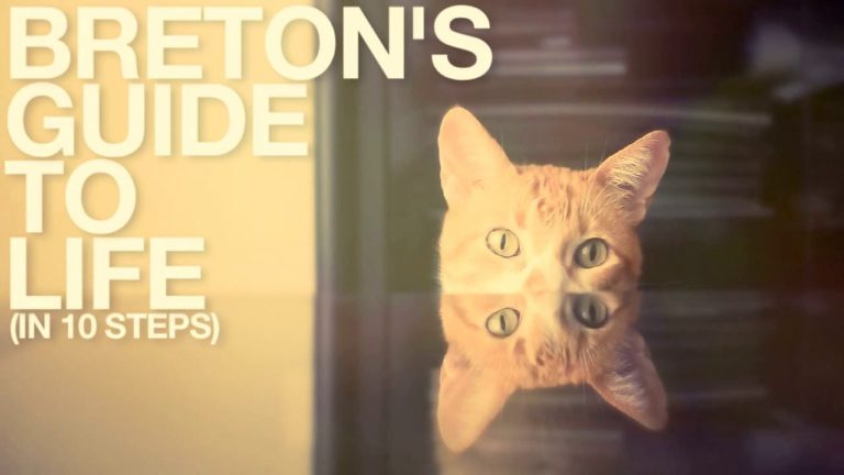 10 regole per gatti che vogliono vivere bene