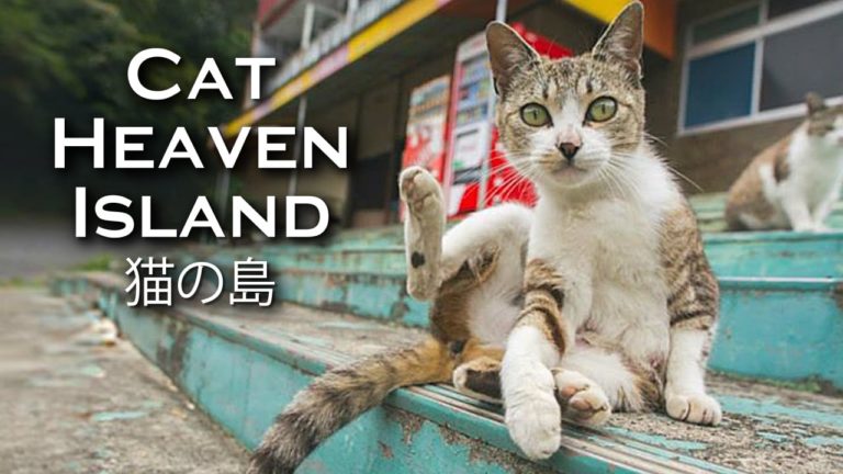 Tashirojima, l’isola giapponese abitata da centinaia di gatti