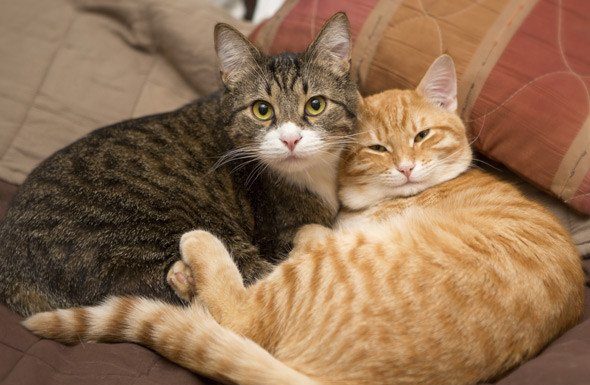 Gatti: maschi o femmine?