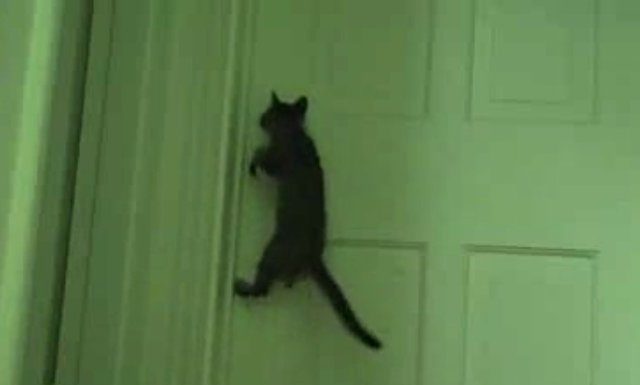 Gatto acrobata apre la porta chiusa