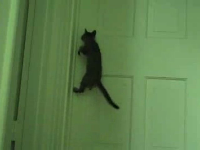 Gatto acrobata apre la porta chiusa