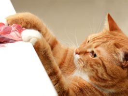 Gatto ladro