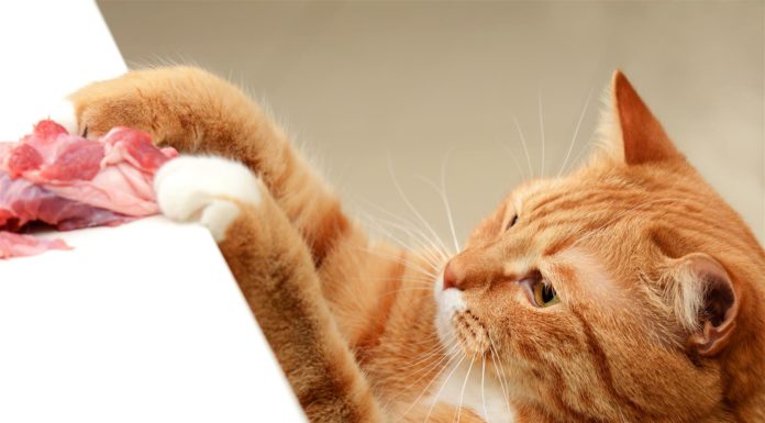 Gatto ladro