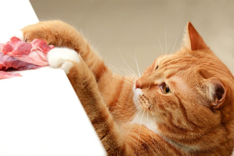Gatto ladro