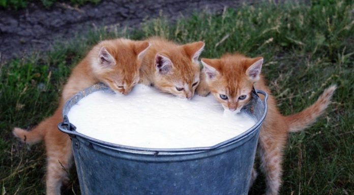 Latte al gatto: sì o no?