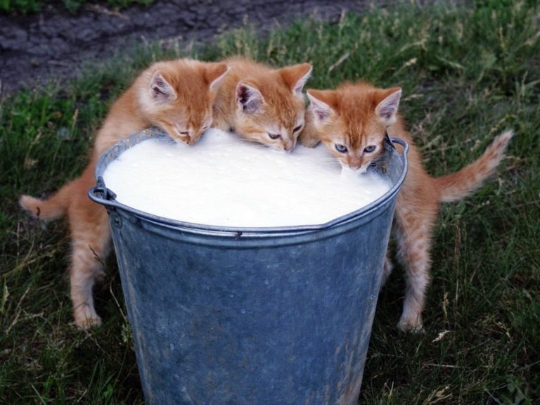 Latte al gatto: sì o no?
